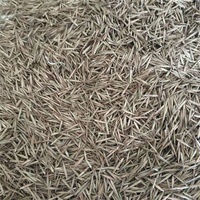 Semillas de Bambú Moso (Phyllostachys Edulis) de Suministro Directo de Fábrica para Cultivo de Plantas Artificiales