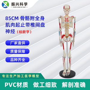 Modèle de squelette humain numérique de 85 cm, avec ligaments d'origine et d'insertion musculaires, disques intervertébraux, nerfs et squelette complet. - Product Image 5