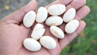 Graines de Baobab Séchées de Qualité Supérieure, Grade Alimentaire, Zambie, Durée de Conservation de 24 Mois, Haute Pureté pour l'Extraction d'Huile, Plantation Lac des Fermes
