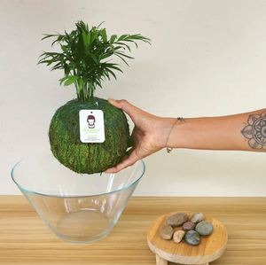 ฮาวอร์ธิอา โคเคดามา มอสบอล สำหรับแขวนตกแต่ง - Product Image 6