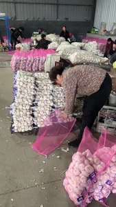 All'ingrosso nuovo fornitore di aglio fresco normale aglio bianco alho ail G1 produttore di buona qualità jinxang ajo - Product Image 4