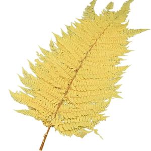 Flores Eternas Secas, Hojas de Helecho Doradas y Plateadas de 50 cm, Decoración de Bodas, Decoración de Salones, <span class=keywords><strong>Arreglos</strong></span> Florales Secos - Product Image 4