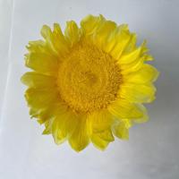 Têtes de tournesol préservées QY en gros, 9-10 cm, pour bouquets de fleurs naturelles DIY, cadeaux d'anniversaire, fleurs éternelles au toucher réel