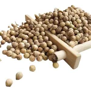 Gxww China Yulin Factory Prices For Sale Beat Quality Dried Coriander Seeds With Fast Shipping