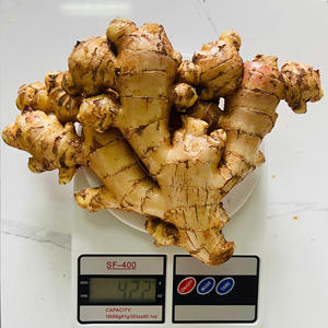 Buena venta al por mayor de jengibre fresco joven nueva cosecha 2024/ Jengibre/ Zenzero-jengibre fresco del proveedor del mercado (WA: + 84362512699) - Product Image 4