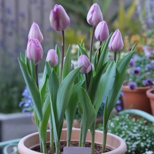 Juego de flores en maceta de tulipán importado, papel resistente al frío/orgánico para las cuatro estaciones, plantación hidropónica realista, Día de San Valentín - Product Image 3