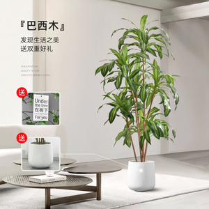 Plante artificielle en bois brésilien Dongguan Dream Castle, 100-200 cm, PVC, décoration intérieure, ornement pour salon - Product Image 1