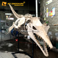 Esqueleto de Ballena Espinosa de Tamaño Real para la Enseñanza, Modelo AS026 de My Dino