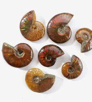 Vente en gros d'échantillons minéraux d'ammonites irisées, spécimens naturels de cristal pour décoration intérieure, Feng Shui, cadeau