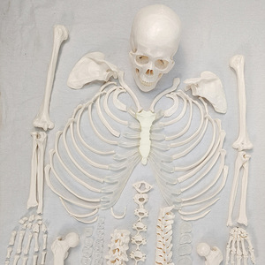 Modèle de squelette humain détachable en taille réelle, structure complète du corps, modèle pédagogique de crâne et de vertèbres, marqueurs osseux offerts - Product Image 1