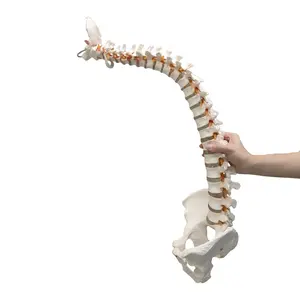 85cm 관절 유연한 인간의 리지드 정지되는 스테이 척추 모델