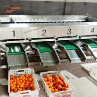 Automatische 304 roestvrijstalen fruit- en groentesorteermachine met capaciteit van 1200 kg/uur voor aardappelen ALLWIN AWFX-60