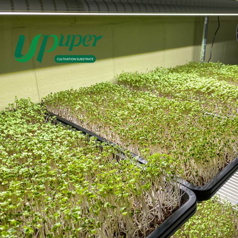 UPuper CS75 Suitable for solanaceous fruit