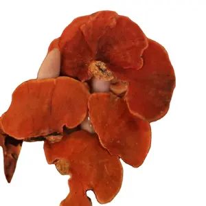 Cina liar pycnopinus mentah cinnabarinus jamur Pycnoporus cinnabarin jamur untuk ramuan