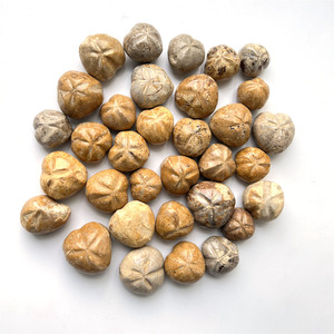 Tinh thể tự nhiên khắc mảnh han Madagascar Vỏ Đá mẫu vật kích thước nhỏ đá nhím biển - Product Image 5