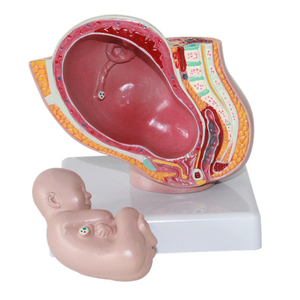 Modèle anatomique du système reproducteur féminin pour l'enseignement médical, design Art Déco en plastique, idéal pour la rentrée scolaire et la décoration intérieure - Product Image 3
