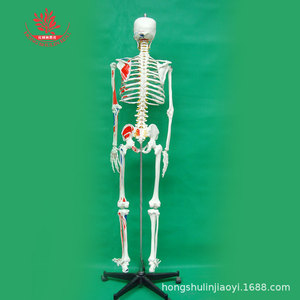 Modèle de squelette humain à l'échelle 1:1 avec points d'origine et d'insertion musculaire FRT002A, modèle de squelette médical grandeur nature de 176 cm - Product Image 2