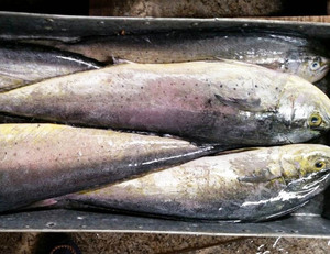 <span class=keywords><strong>Mahi</strong></span> redondo entero congelado - Product Image 4
