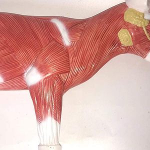 Modelo <span class=keywords><strong>de</strong></span> Anatomía <span class=keywords><strong>de</strong></span> Gato - Espécimen <span class=keywords><strong>de</strong></span> Órganos Viscerales Felinos Desmontable <span class=keywords><strong>de</strong></span> PVC con Base <span class=keywords><strong>de</strong></span> Exhibición para Enseñanza Veterinaria - Product Image 2