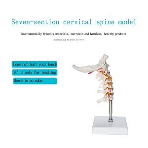 Ukuran Hidup Produksi Model Tulang Belakang PVC Fleksibel Model Kerangka Manusia Pengajaran Medis Model Tulang Belakang Leher Fleksibel - Product Image 3