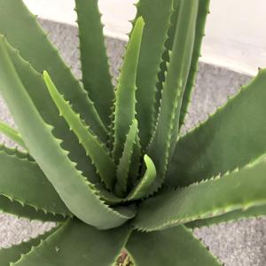 Maceta Artificial <span class=keywords><strong>de</strong></span> Aloe <span class=keywords><strong>Vera</strong></span> para Decoración Interior del Hogar, Plantas Suculentas, Planta Verde, Bonsái, Maceta Suculenta <span class=keywords><strong>de</strong></span> Simulación - Product Image 2