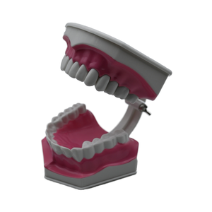 Modello Didattico Speciale per Odontoiatria con Denti Grandi e Inferiori Rimovibili per l'Insegnamento della Pulizia Dentale - Product Image 3