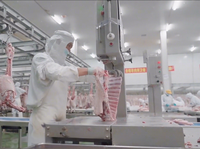 Machine de découpe de viande et d'os haute performance pour bovins, ovins, porcins – Équipement de traitement pour abattoirs et boucheries – Scie à os CE