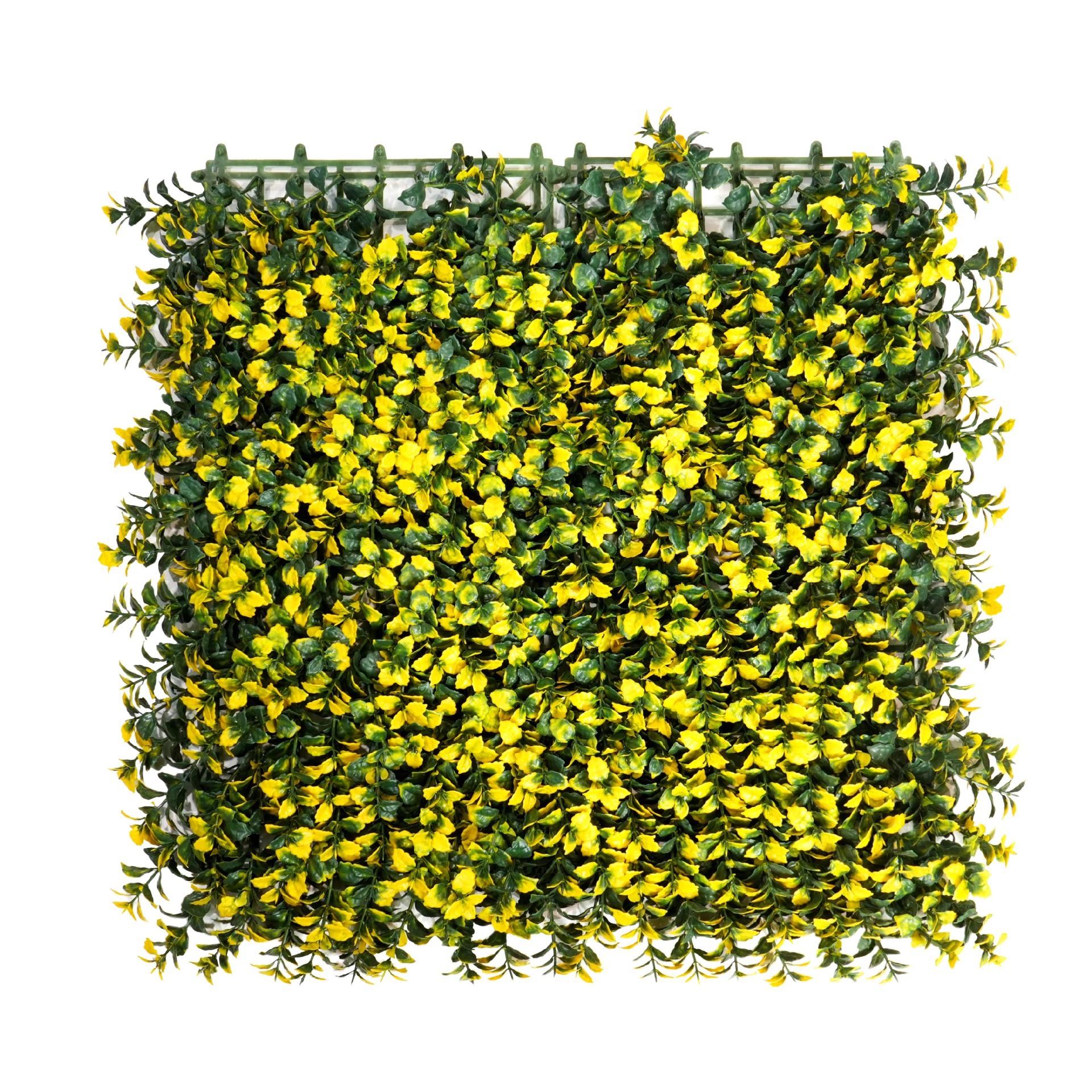 หญ้าแห่งโชคลาภสีเหลือง