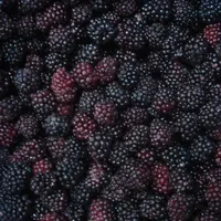 קפוא לטפח וIQF פירות יער blackberry פירות