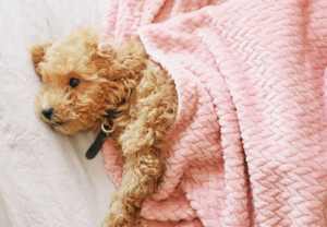 หนังขนแกะปะการังหัวใจเหงื่อสีชมพูสบายอบอุ่นสองหน้าสัตว์เลี้ยงผ้านุ่มสุนัขแมวผ้าห่ม - Product Image 2