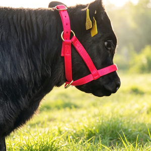 Cabestro de Entrenamiento Ajustable y Duradero de Nailon para Ganado con Hebilla Metálica y Anillo de Amarre para Terneros, Potros, Ponis, Cabras, Burros, Ganado Vacuno y Caballos - Product Image 2
