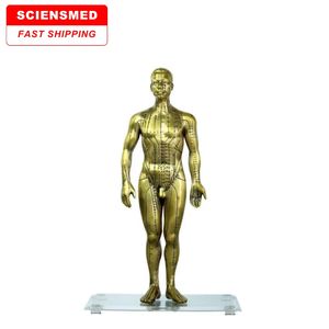 चिकित्सा विज्ञान शिक्षण डीलक्स कॉपर मानव एक्यूपंक्चर मॉडल स्कूल के लिए 50 सेमी - Product Image 1