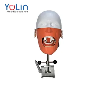 Medizinische Wissenschaft Dental Study Head Modell Dental Head Simulator Modell mit Schulter Dental Teeth Head Modell