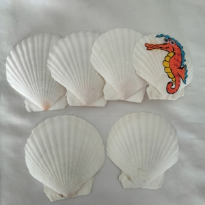 Decorazioni di nozze di natale decorazioni di conchiglia naturale ornamenti alla rinfusa per gli organizzatori di eventi guscio bianco puro - Product Image 3