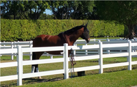 Portail de clôture pour chevaux en PVC noir/gris disponible, système de clôture complet pour ranch, livraison directe d'usine