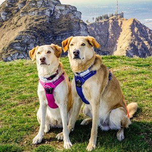 Truelove all'ingrosso accessori per cani regolabili di alta qualità in <span class=keywords><strong>Nylon</strong></span> riflettente Multi colore Sport morbido gilet pettine per cani - Product Image 5