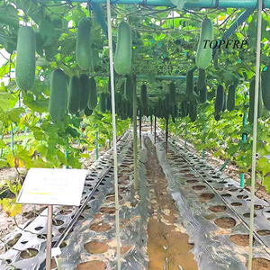 Tuyaux en fibre de verre et acier de 32 mm de diamètre utilisés pour soutenir les fruits de la passion, les tomates et autres plantes dans les structures de jardin - Product Image 4