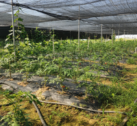 Filet d'ombrage noir tissé pour l'agriculture, protection des plantes en serre, toile d'ombrage avec bord renforcé et œillets