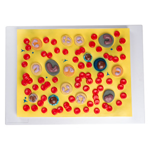 Modello di cellule del sangue modello di cellule del sangue in PVC - Product Image 1