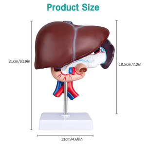 Maniquí Médico de PVC de Tamaño Real, Modelo Anatómico de Hígado, Páncreas y Duodeno para Entrenamiento y Enseñanza <span class=keywords><strong>en</strong></span> <span class=keywords><strong>Ciencias</strong></span> Médicas, CE/ISO - Product Image 2
