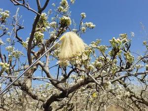 Fabrika Doğrudan Sıcak Satış Armut Poleni Bitki Ekstresi |   Meyve Ağaçları Yapay Tozlaşma İçin Özel Olarak Kullanılan Yüksek Aktiflikte Hammadde - Product Image 5
