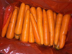 <span class=keywords><strong>2025</strong></span> cây trồng mới cà rốt m trong 10kg carton với giá tốt Hot Bán cà rốt - Product Image 3