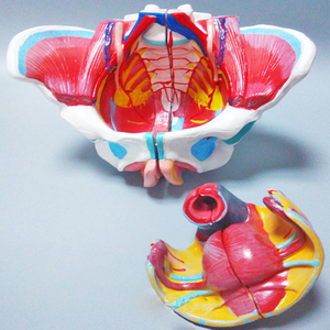 Modello di anatomia pelvica femminile con nervi genitali e vascolari per l'insegnamento e la formazione medica - Product Image 5