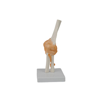 Modelo de Enseñanza Médica DARHMMY, Modelo de Esqueleto de Material PVC, Articulación de Codo Funcional para Entrenamiento de Estudiantes
