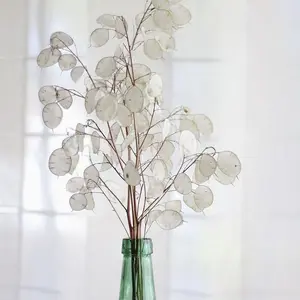 Hojas blancas blanqueadas, flores secas naturales, Lunaria, de plata, ramo largo, ventilador de plata seca, planta de dinero seca, Lunaria en conserva