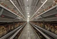 Jaulas para Gallinas Ponedoras, Jaulas Apilables para Gallinas, Jaulas para Gallinas Ponedoras