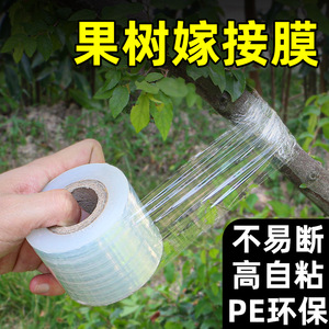 Pe Grafting Film 3cm 5cm <b>Waterproof</b> Self <b>Adhesive</b> For Fruit Tree Industrial Use - Product Image 3