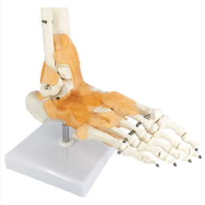 ADA-A109L medizinische Wissenschaft 1:1 Fuß skelett W/Portion <span class=keywords><strong>Tibia</strong></span> Fibula, W/Band, Lebensgröße menschliches Skelett modell - Product Image 1