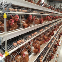 Nouvelles cages à poulets de type A à 3/4 niveaux avec acier galvanisé antirouille pour équipement d'élevage avicole