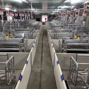 Cages de maternité complètes pour porcs avec système de contention réglable pour truies, pour l'élevage et la reproduction porcine à grande échelle - Product Image 5